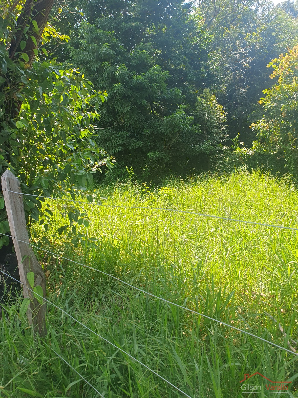 Terreno, 3 hectares - Foto 6